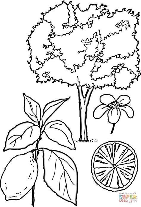 Free New Mexico Tree Coloring Page, Download Free New Mexico Tree Coloring Page png images, Free ...