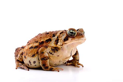 Ugly Toad Pic Stock Photos, Pictures & Royalty-Free Images - iStock