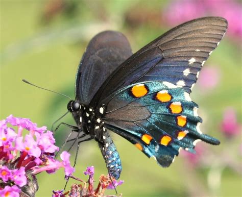 Pipevine Swallowtail (GTM Research Reserve Butterfly Guide) · iNaturalist