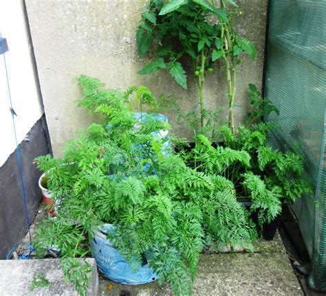 How to Grow Carrots in Bags and Containers in the Garden | Dengarden