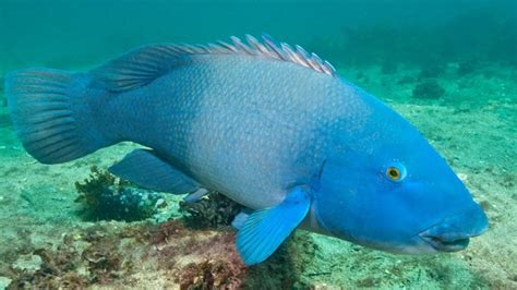 The distinctive blue groper loves the camera and is renowed for its Elvis impression | News Local