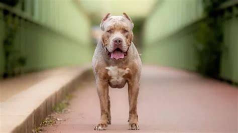 What is an American bully XL and why do they kill? Inside 'evil' breed with 'a screw loose ...