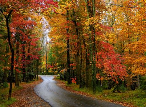 Fall Colors In Smoky Mountain National Park at Donnell Toney blog