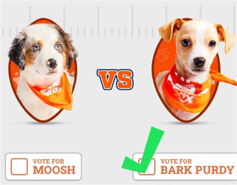 Sacramento SPCA - Bark Purdy made it to the Puppy Bowl...