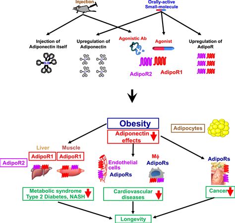 Adiponectin Receptor as a Key Player in Healthy Longevity and Obesity-Related Diseases: Cell ...