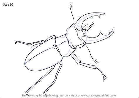 Learn How to Draw a Stag Beetle (Beetles) Step by Step : Drawing Tutorials