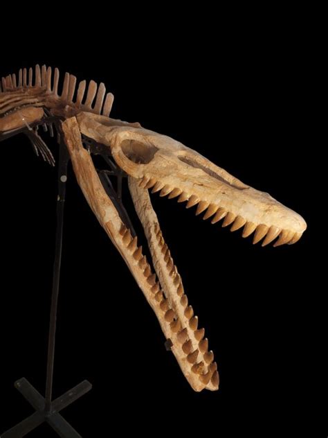 Mosasaur - Fossil skeleton - Prognathodon - 260 cm - 85 cm - Catawiki