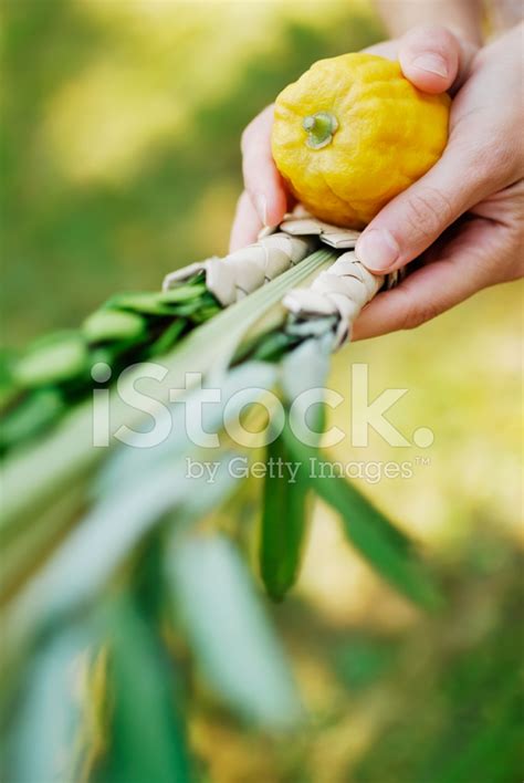 Lulav And Etrog Stock Photo | Royalty-Free | FreeImages