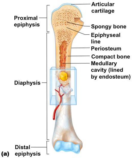 Anatomy of a Long Bone - ms. gallagher's classroom