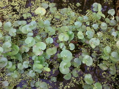 Florida wetland plant