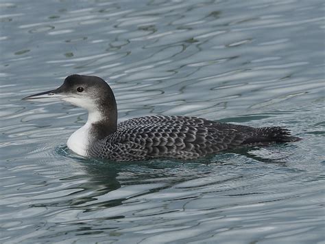 Great Northern Divers, Gavia immer | Wildlife Insight