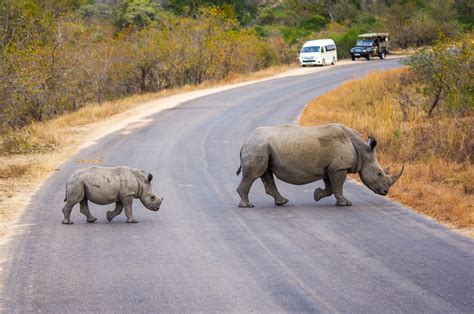 De witte neushoorn - Wildlifereizen