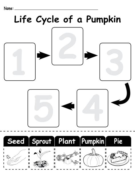 3 FREE "Life Cycle of a Pumpkin" Printable Worksheets! – SupplyMe