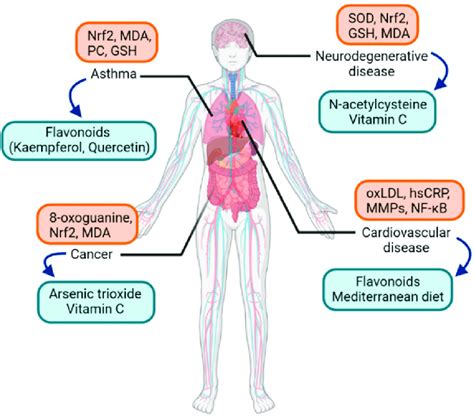 Oxidative Stress Causes Symptoms Treatment Oxidative Stress