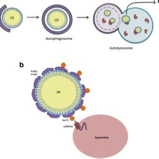 Neutral Lipid Synthesis, Lipid Droplet (LD) Formation and Growth. a ...