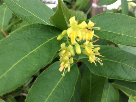 Northern Bush Honeysuckle (Diervilla Ionicera) - Heritage Flower Farm