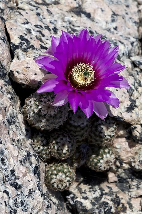 Purple Cactus Flower Photograph by Greg Reed