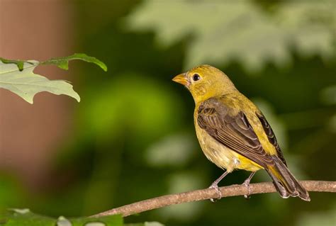 Monticello Park Birds - Scarlet and Summer Tanagers