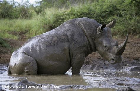 White rhinos tend to wallow in the mud, which serves as a cooling ...