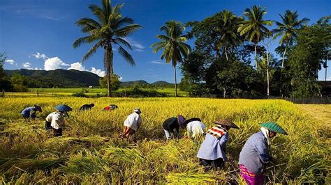 Nature Of Bangladesh Village Of Bangladesh – Otosection HD wallpaper ...