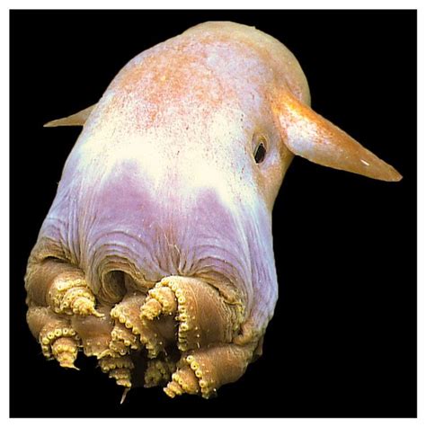Ela Enterprise on Twitter | Underwater creatures, Weird creatures, Marine animals