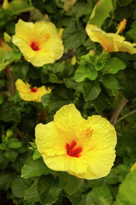 Yellow Hibiscus, Hawaii State Flower Photograph by Douglas Peebles