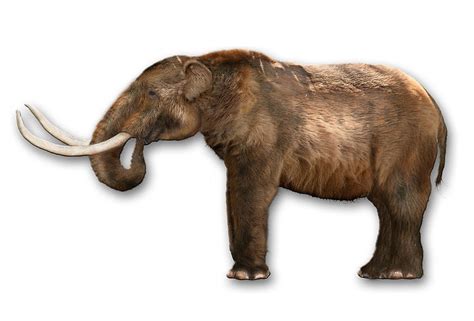 Mastodon (Mammut) | Extinct Animals