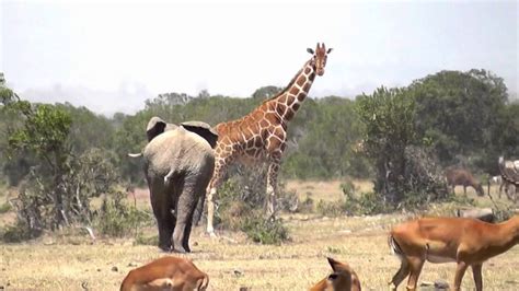 Angry Elephant chases Giraffes - YouTube