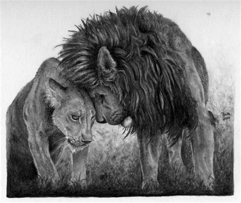 17+ Lion Drawings, Pencil Drawings, Sketches | FreeCreatives