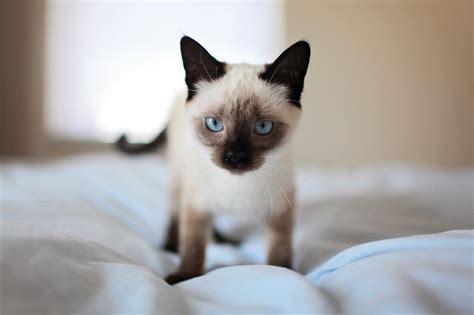 30 Adorable Siamese Cat Facts That Will Steal Your Heart