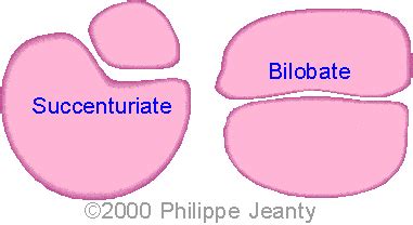 📃 Succenturiate & bilobate placenta