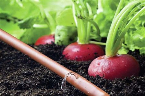 Drip Irrigation: The Most Efficient Irrigation System - Mazero agrifood company