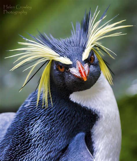 Bad hair day penguin | SparklyOne | Flickr