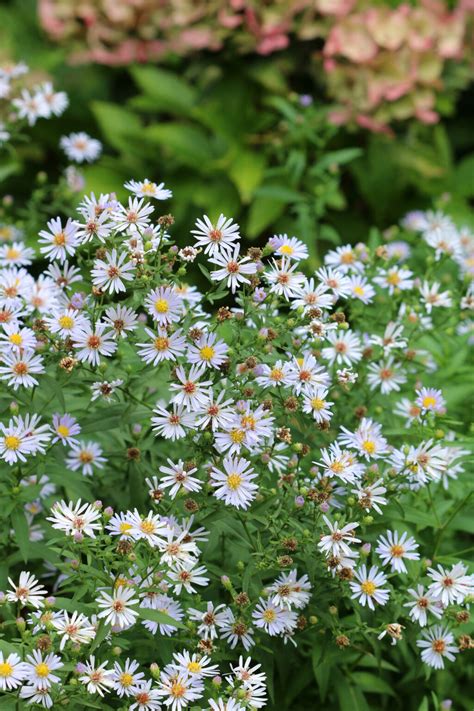 Aster cordfolius / Blue Wood Aster | Wicklein's Wholesale Native Plant Nursery Maryland