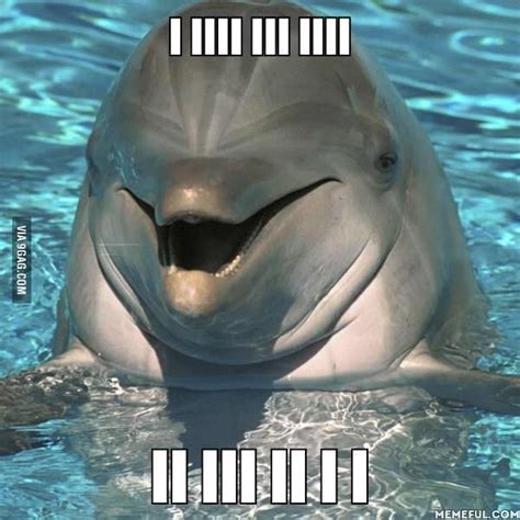 Laughing Dolphin | Dolphin memes, Funny dolphin, Dolphins