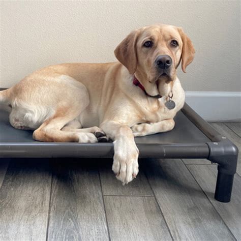 Kuranda® | Elevated, Indestructible & Large Dog Beds