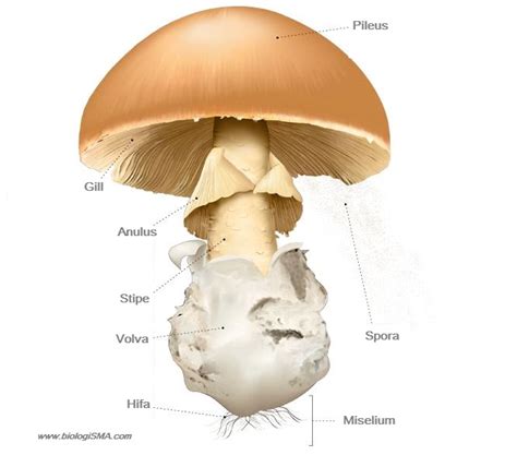 Jamur Basidiomycota: Struktur Tubuh, Reproduksi dan Contohnya - Dunia ...