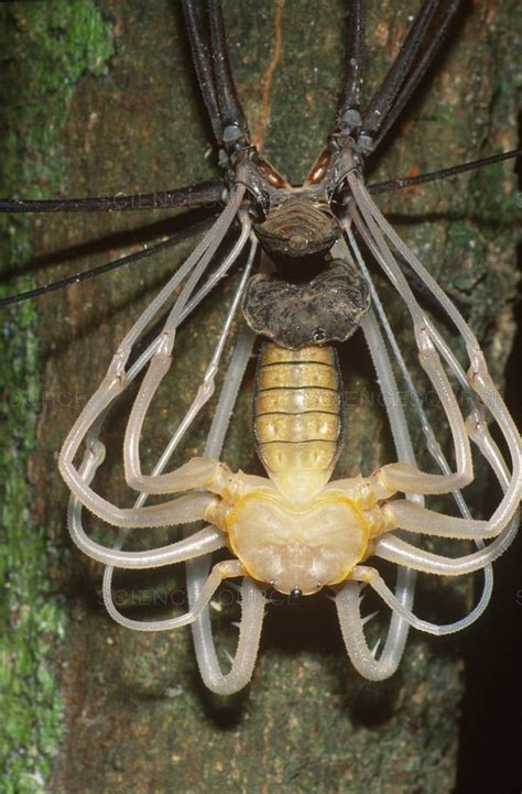 Tailless Whip Scorpion Care : Tailless Whip Scorpion Project Noah, We ...