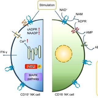 Mechanism of action of CD38 in CD38 high NK cell. In CD16 + NK cells,... | Download Scientific ...