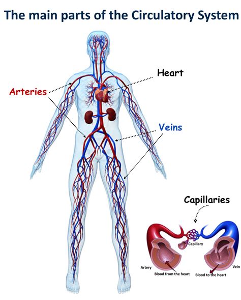 The Circulatory System - Canadiens@School