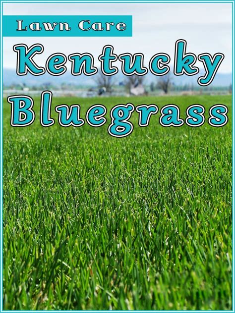 Quiet Corner:Kentucky Bluegrass Lawn Care - Quiet Corner