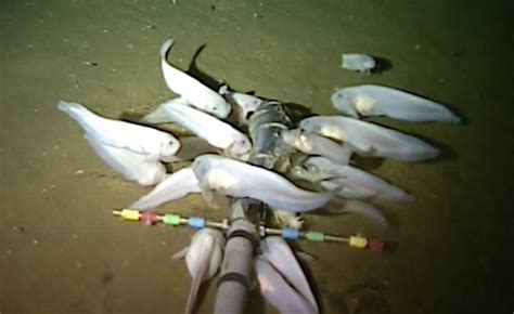 New Fish Species Discovered at the Bottom of the Mariana Trench – 26,000 feet deep | California ...