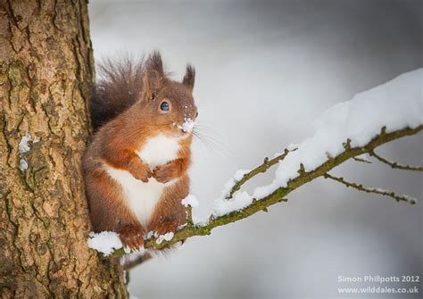 20 Adorable Photos of Animals In Winter Snow | Reckon Talk