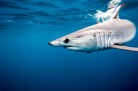 Mako Shark Facts | Extreme Shark Facts!