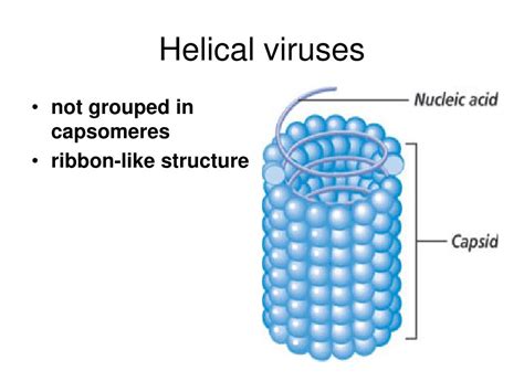 PPT - Virology 1 PowerPoint Presentation, free download - ID:4751427