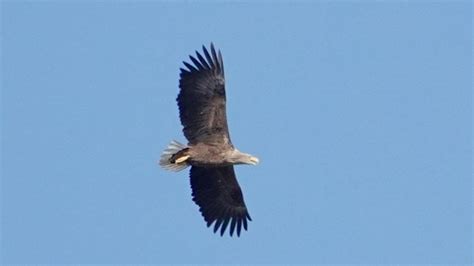 White-tailed Eagle | MarkEisingBirding