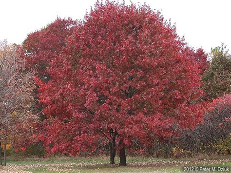 Quercus rubra (Northern Red Oak): Minnesota Wildflowers