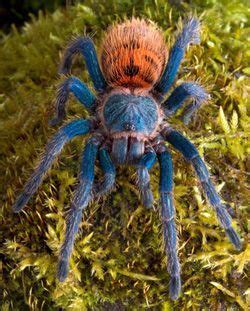 Sebastian Howell (howell3710) | Blue tarantula, Green bottle blue ...