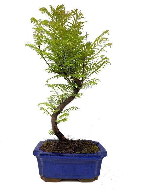 Dawn Redwood Bonsai Tree (Metasequoia Glyptostroboides) in 15cm Ceramic Pot - Bonsai2U