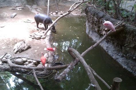 Rain forest animals - Picture of Mesker Park Zoo & Botanic Garden, Evansville - TripAdvisor